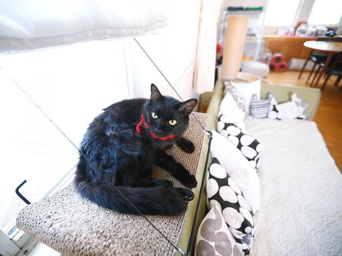 しかしながら、ころ美は隙を見せません。