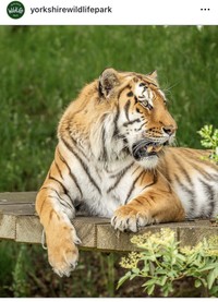 ヨークシャー・ワイルドライフ・パークのインスタグラム＠yorkshirewildlifeparkより