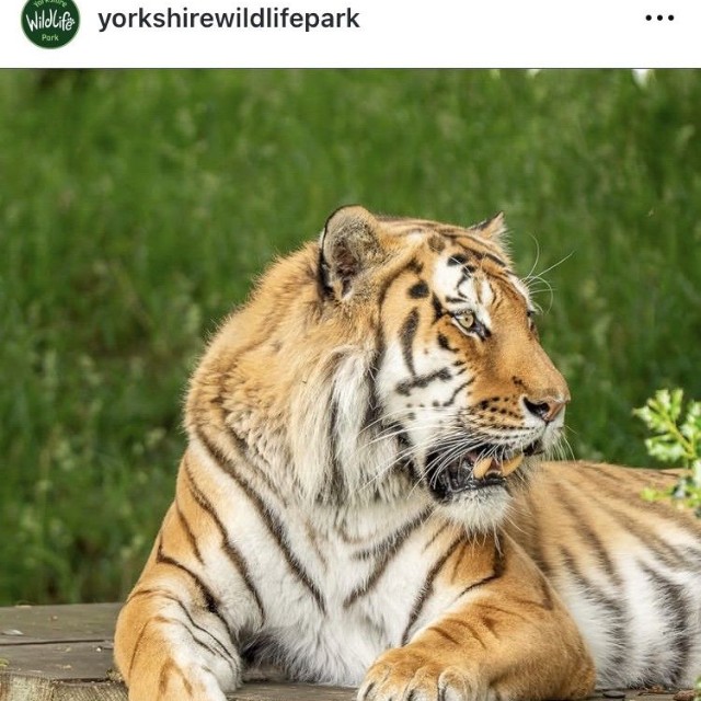 ヨークシャー・ワイルドライフ・パークのインスタグラム＠yorkshirewildlifeparkより