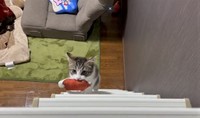 おっ、はしごを登ってきたぞ･･･（猫おばさん提供、Twitterよりキャプチャ撮影）