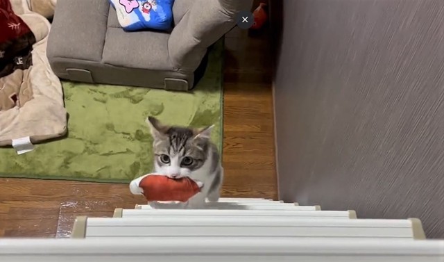 おっ、はしごを登ってきたぞ･･･（猫おばさん提供、Twitterよりキャプチャ撮影）