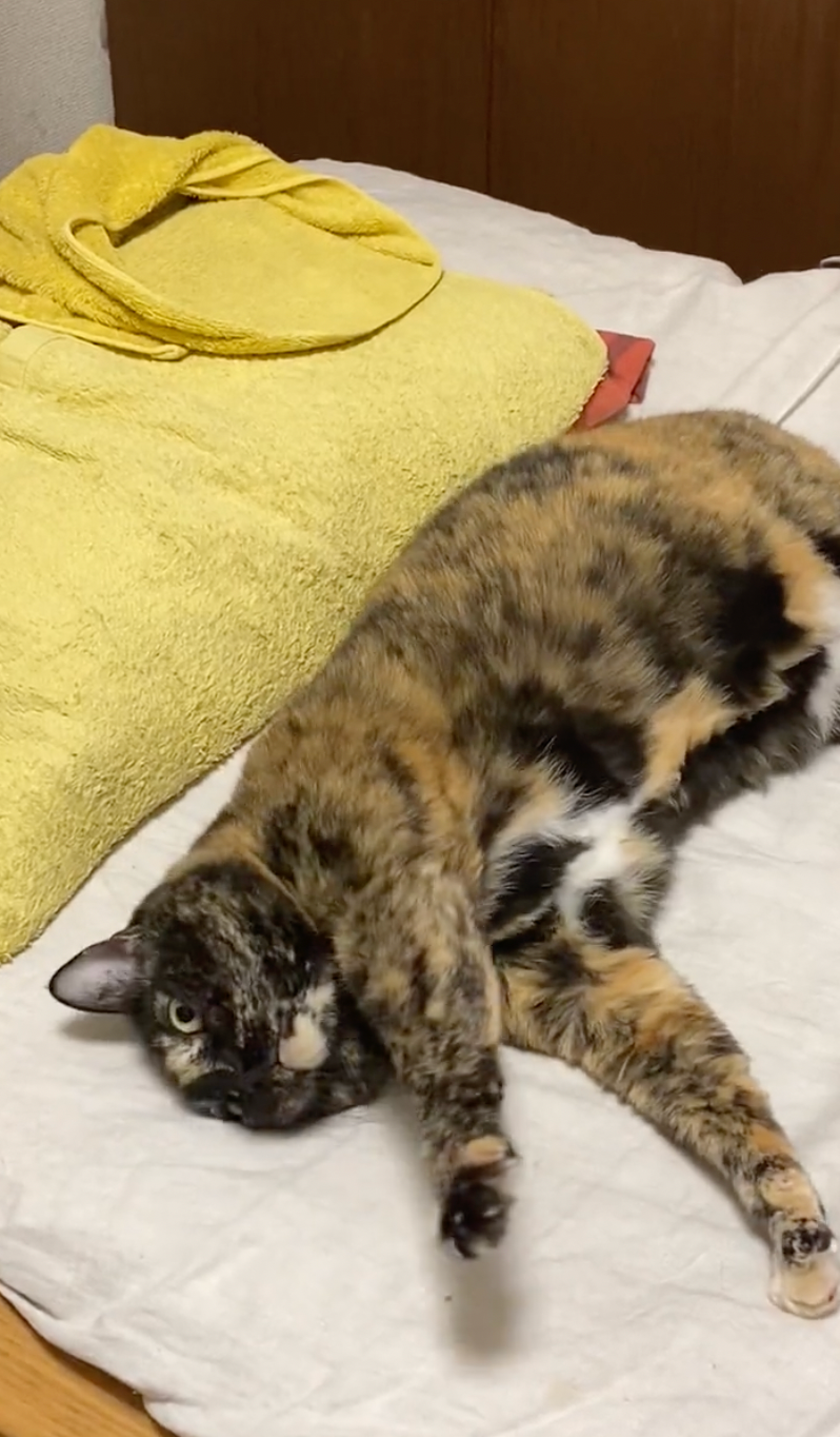 気持ち良さそうに伸びをする＝牧利江子@コミックエッセイストさん（@toriatamaxp）提供