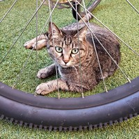 保護前、車輪の向こうから飼い主さんを見つめるちあきさん（画像提供：青い人さん）