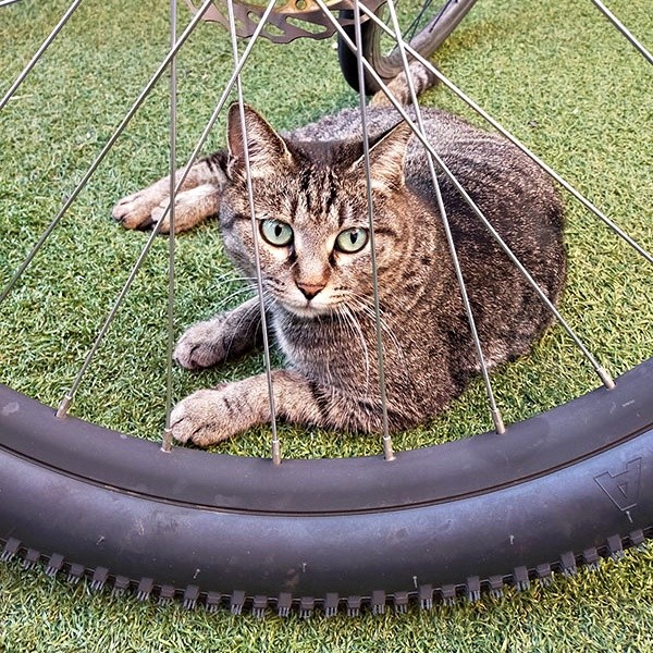 保護前、車輪の向こうから飼い主さんを見つめるちあきさん（画像提供：青い人さん）
