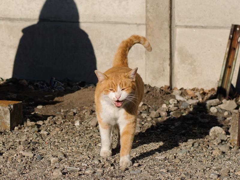 「ねえねえ、遊ぼ遊ぼ」（小林写函撮影）