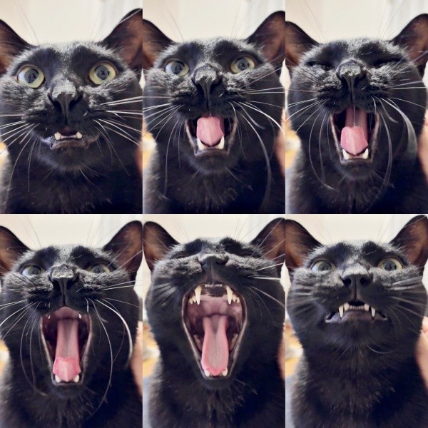 あくびをすると鼻がキュッ！ うにちゃん表情に注目（画像提供：うおおおさん）