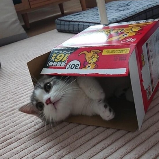 家にきたころの「歩」