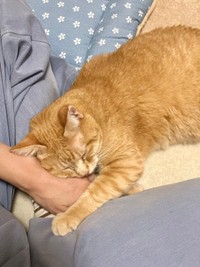 甘えん坊な姿を見せるようになったツナちゃん（画像提供：元野良猫ツナさん）