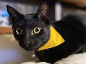 ぼくかっこいいにゃ　おしゃれな首輪で自信たっぷり？MIX猫「炭瑚」