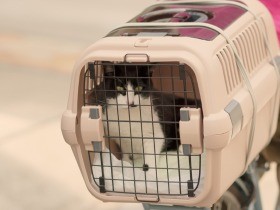 ハチワレ猫をついに保護　人生初の動物病院へ、汗びっしょり（７）