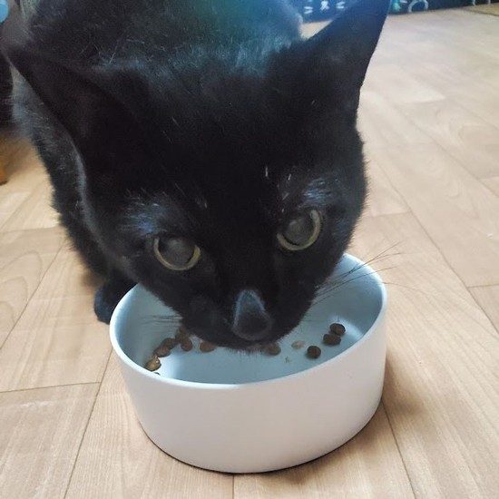 おなかがすくと「にゃーー」と催促。食べないとインスリンも打てないので、食欲にほっ