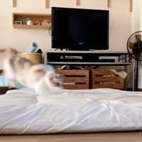 布団上にシュッとやって来たルールーちゃん（画像提供：kaoruさん）