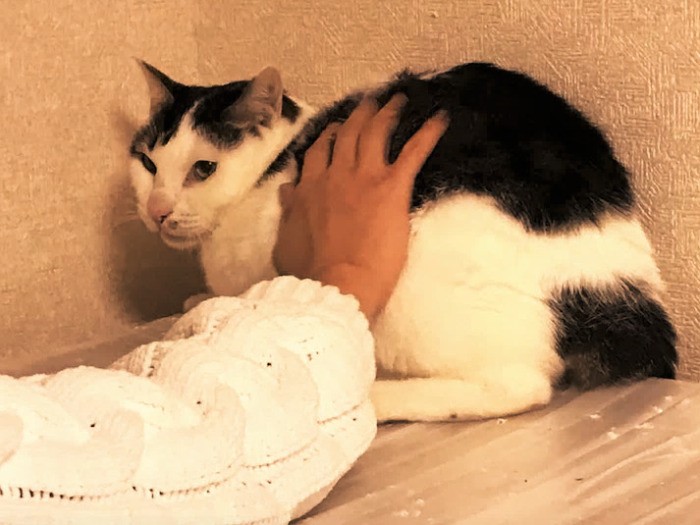 「やさしい手だってあるんだよ」（ねこけん提供）