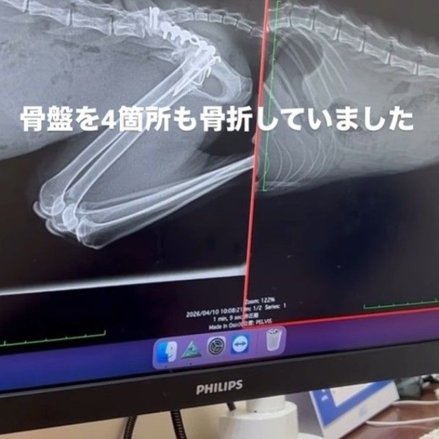 骨盤を4か所も骨折し、歩けなかった（「ねこから目線。」さん提供、Instagramよりキャプチャ撮影）