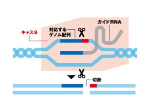 遺伝子を自在に書き換える「クリスパー・キャス９」とは