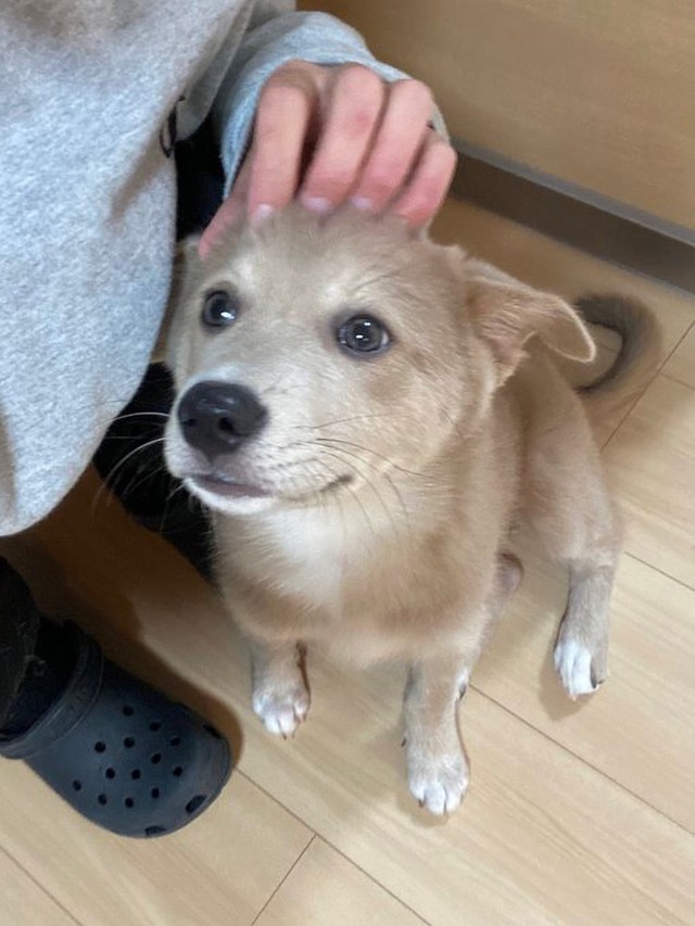 撫でてもらってうれしそう　画像提供／あさぎさん