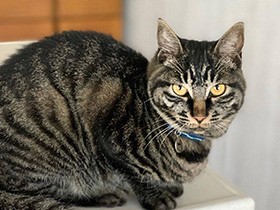 かまってよ～かまってってば～！　じっと念を送っていた　ミックス「ちま」　