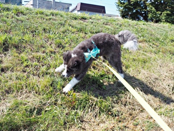 斜面を駆け回るいぬくん（画像提供：@i_n_u_k_u_n）