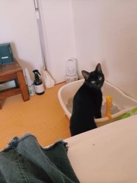 掃除後の砂も厳しくチェック（画像提供：cats5_hachiさん）