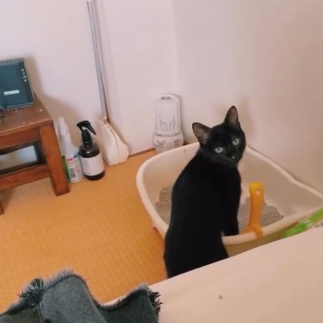 掃除後の砂も厳しくチェック（画像提供：cats5_hachiさん）