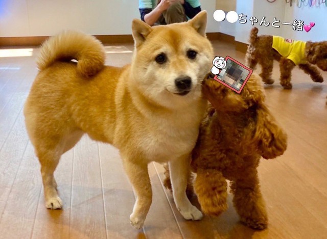 託ワン施設で、若い女子ワンにまんざらでもなさそうなこじろうくん（提供：T.Katsumiさん）