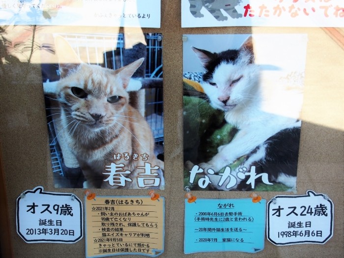 窓ガラスに貼ってあるながれと春吉の紹介