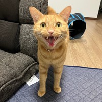 甘えたいときは「ニャー！」と鳴くむぎくん（画像提供：むぎと人間さん）