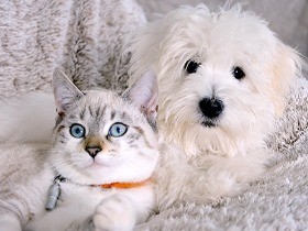 大切な人の死やペットロス…喪失の悲しみを話し合えるカフェ