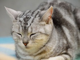 映画監督 犬童一心と猫　映画の中の猫