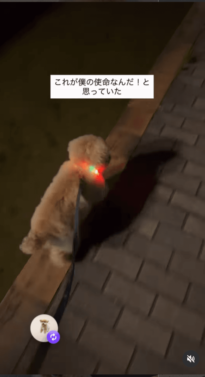 夜の散歩中、よそ見をしてしまい…　画像提供：もふもふちくわさん