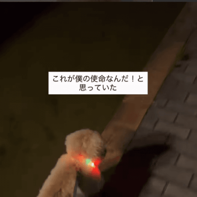 夜の散歩中、よそ見をしてしまい…　画像提供：もふもふちくわさん
