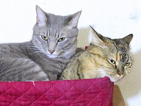 悪い顔になっちゃった猫　思いがけない姿になった犬〈sippoおもしろ写真〉