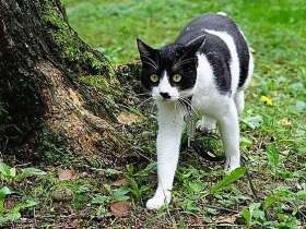 キミとの出会い、感謝しかない！　お散歩大好き白黒猫「おいも」