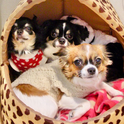 ひめ（左）、むさし、りんご