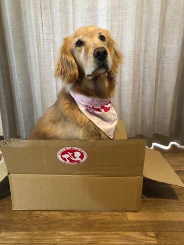 そら（ＣＡＰＰチーム提供）