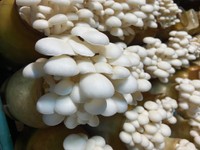 （渡辺海さん提供）