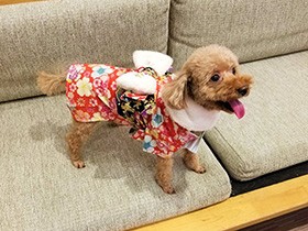 女の子だもの、晴れ着でおめかし　トイプードル「マリー」