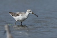 エタさんが撮影したコアオアシシギ／エタさん（@1373Tugumi）提供