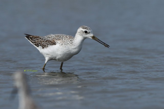 エタさんが撮影したコアオアシシギ／エタさん（@1373Tugumi）提供