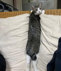 鍵シッポ。台湾では珍しいという