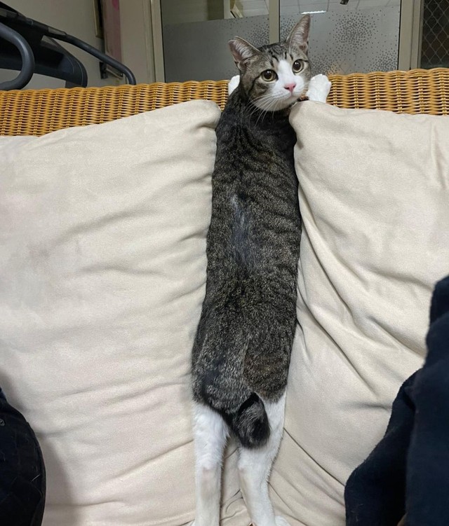 鍵シッポ。台湾では珍しいという