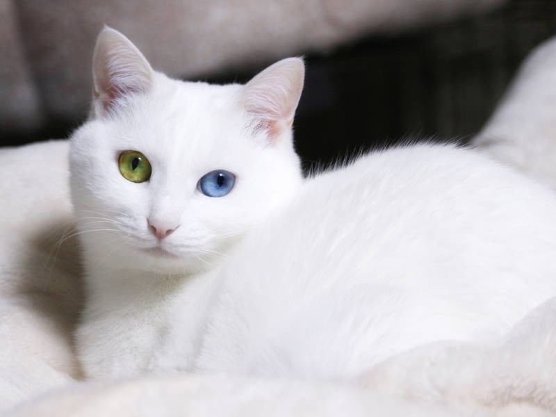 本当にキレイな瞳。宝石のよう（sangorukaさん提供）