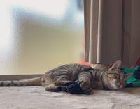 ライちゃん（提供写真）