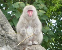 サルの仲間のうち最北エリアに住むニホンザルは、９月ごろからフカフカの冬毛になっていきます（公財・東京動物園協会提供）