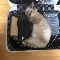 出張に行こうと思うと、必ず同行したがる