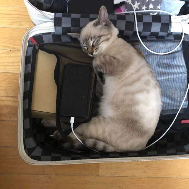 出張に行こうと思うと、必ず同行したがる