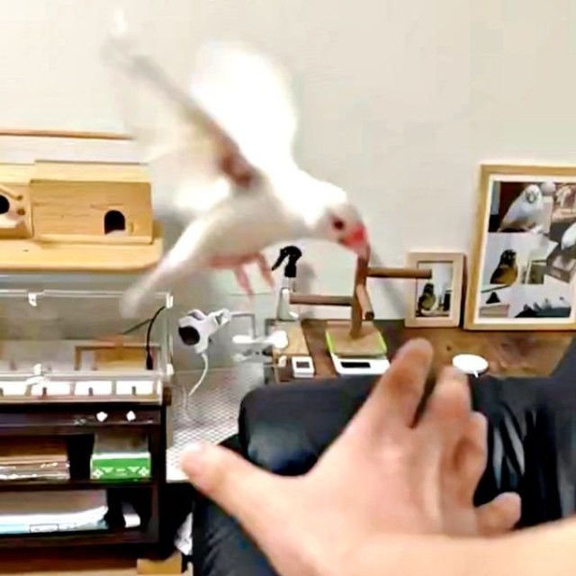 飼い主さんの手の上でホバリングをするポッケくん（画像提供：白文鳥のコッコさん）