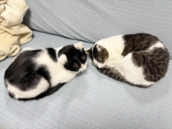 向き合ってすやすや。（左から）むすびくん、同居猫・しおちゃん（画像提供：猫のしお むすび 飼い主はろでさん）