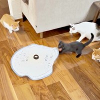 紐をくわえた乃愛ちゃん（画像提供：桃丸さん）