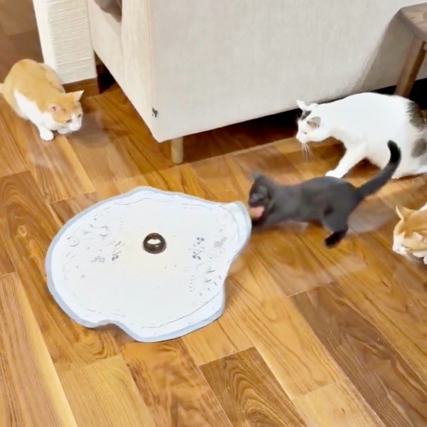 紐をくわえた乃愛ちゃん（画像提供：桃丸さん）